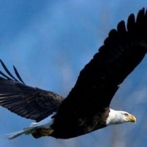 Meet your Posher, Venus